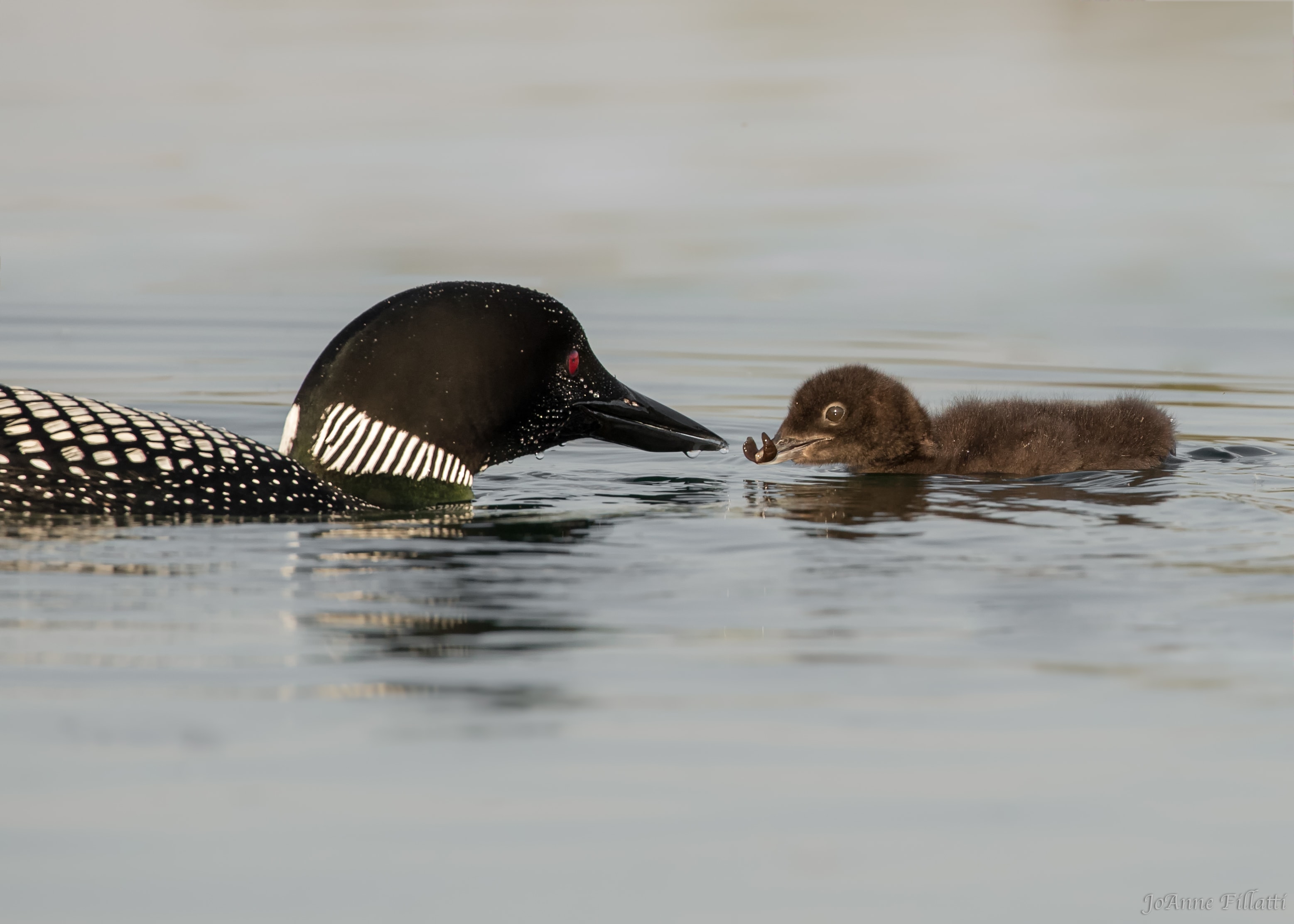 bird of british columbia image 3